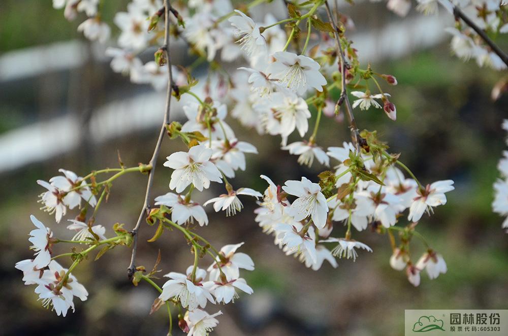 彩运网(中国游)官方网站