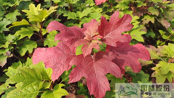 彩运网(中国游)官方网站