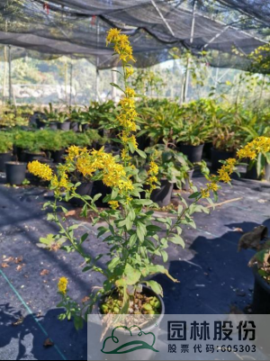 彩运网(中国游)官方网站