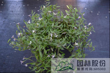 彩运网(中国游)官方网站