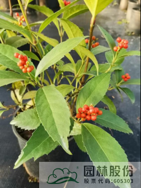 彩运网(中国游)官方网站