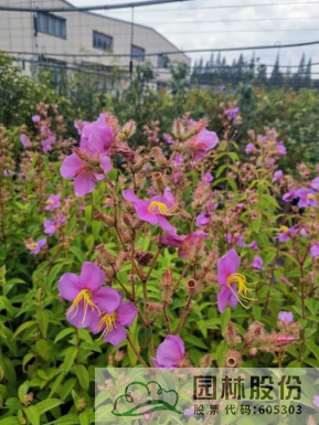 彩运网(中国游)官方网站