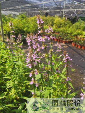 彩运网(中国游)官方网站