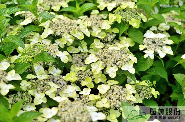 彩运网(中国游)官方网站