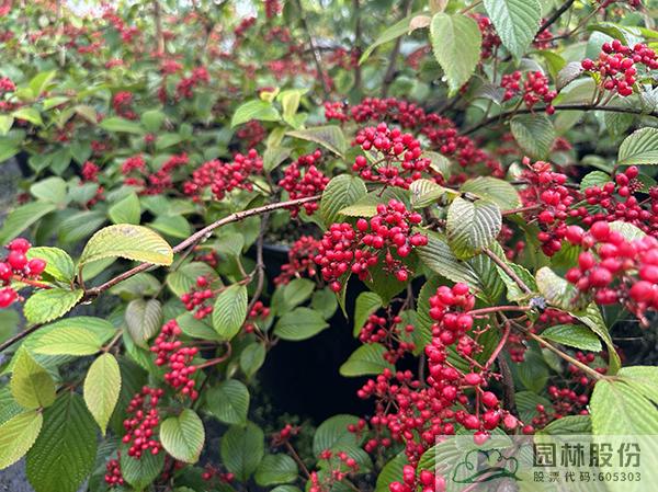 彩运网(中国游)官方网站