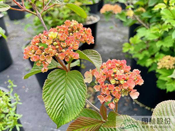 彩运网(中国游)官方网站