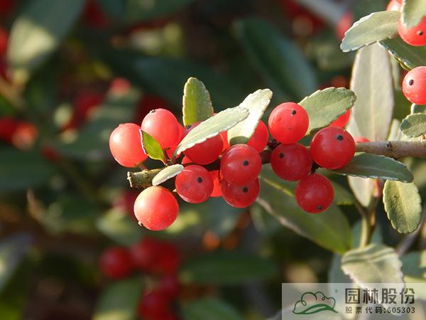 彩运网(中国游)官方网站