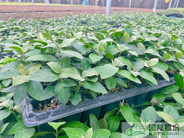 彩运网(中国游)官方网站