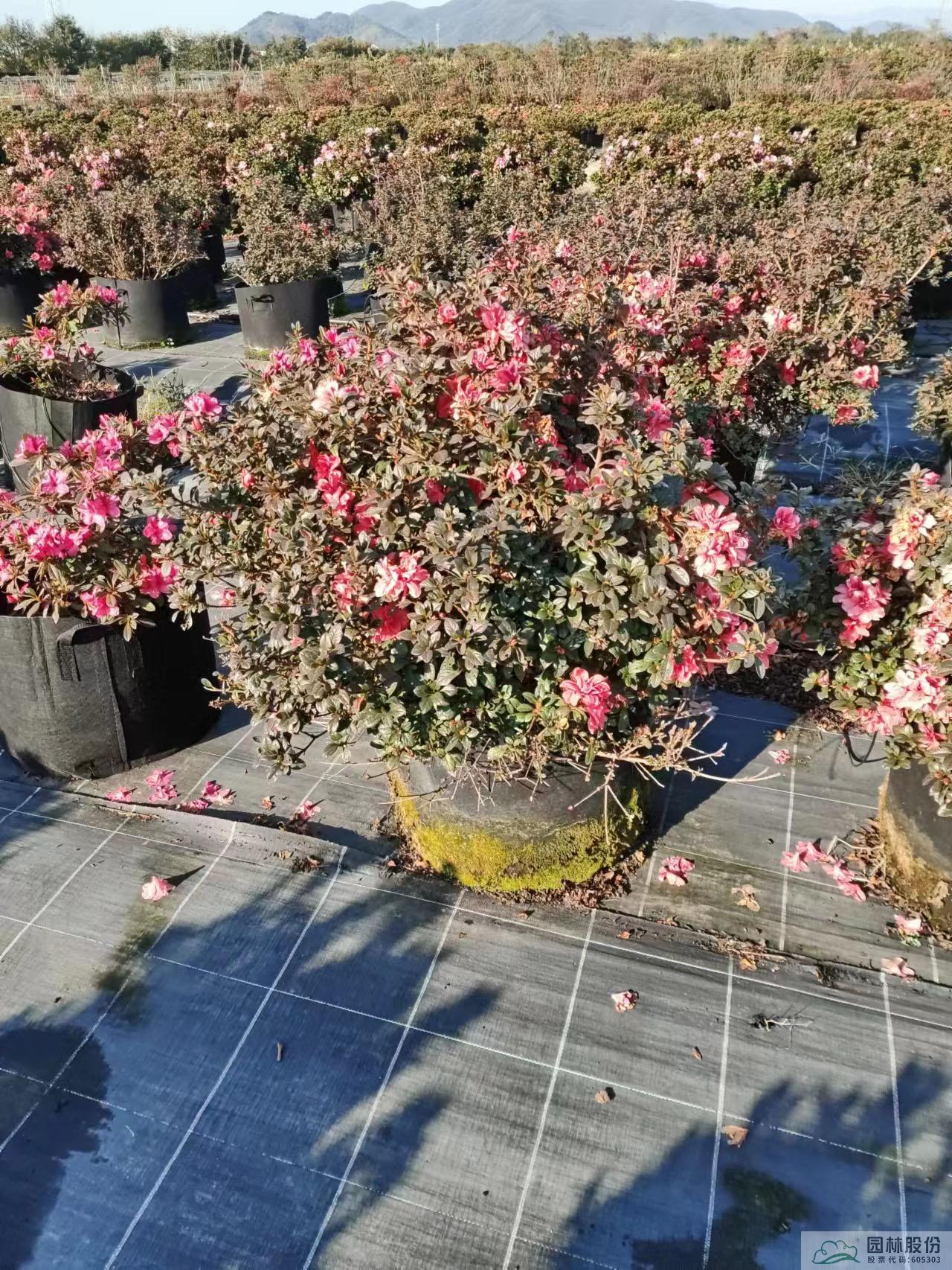 彩运网(中国游)官方网站