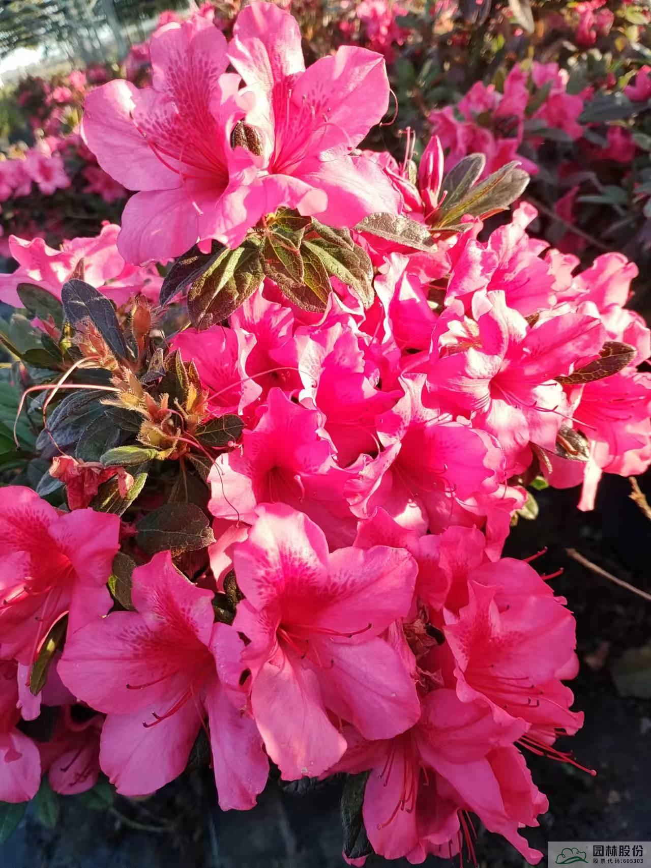 彩运网(中国游)官方网站