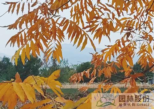 彩运网(中国游)官方网站