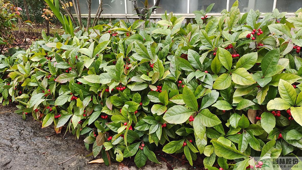 彩运网(中国游)官方网站