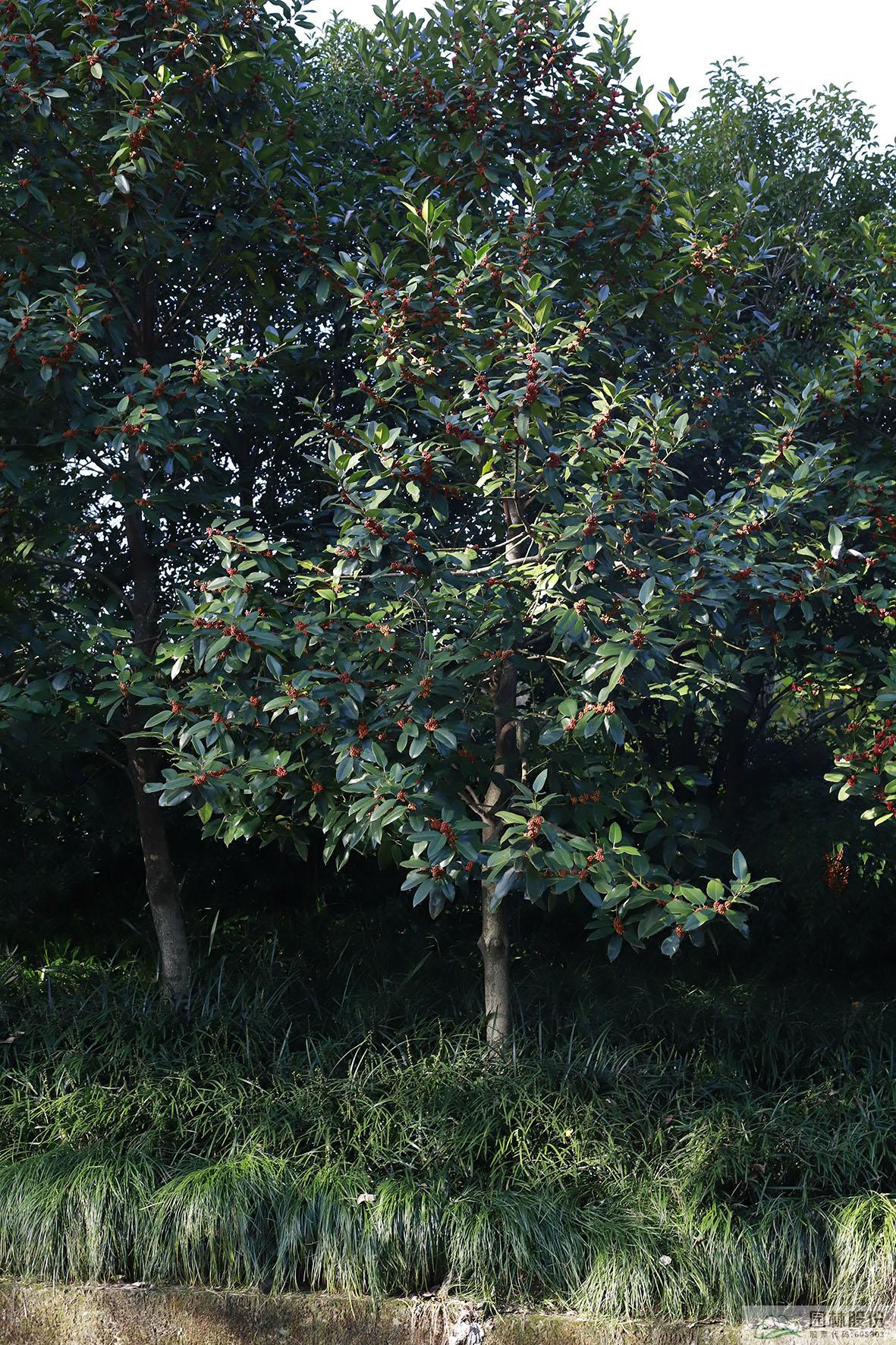 彩运网(中国游)官方网站