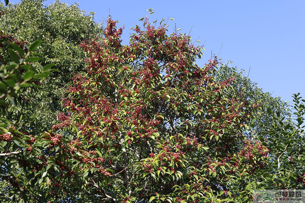 彩运网(中国游)官方网站