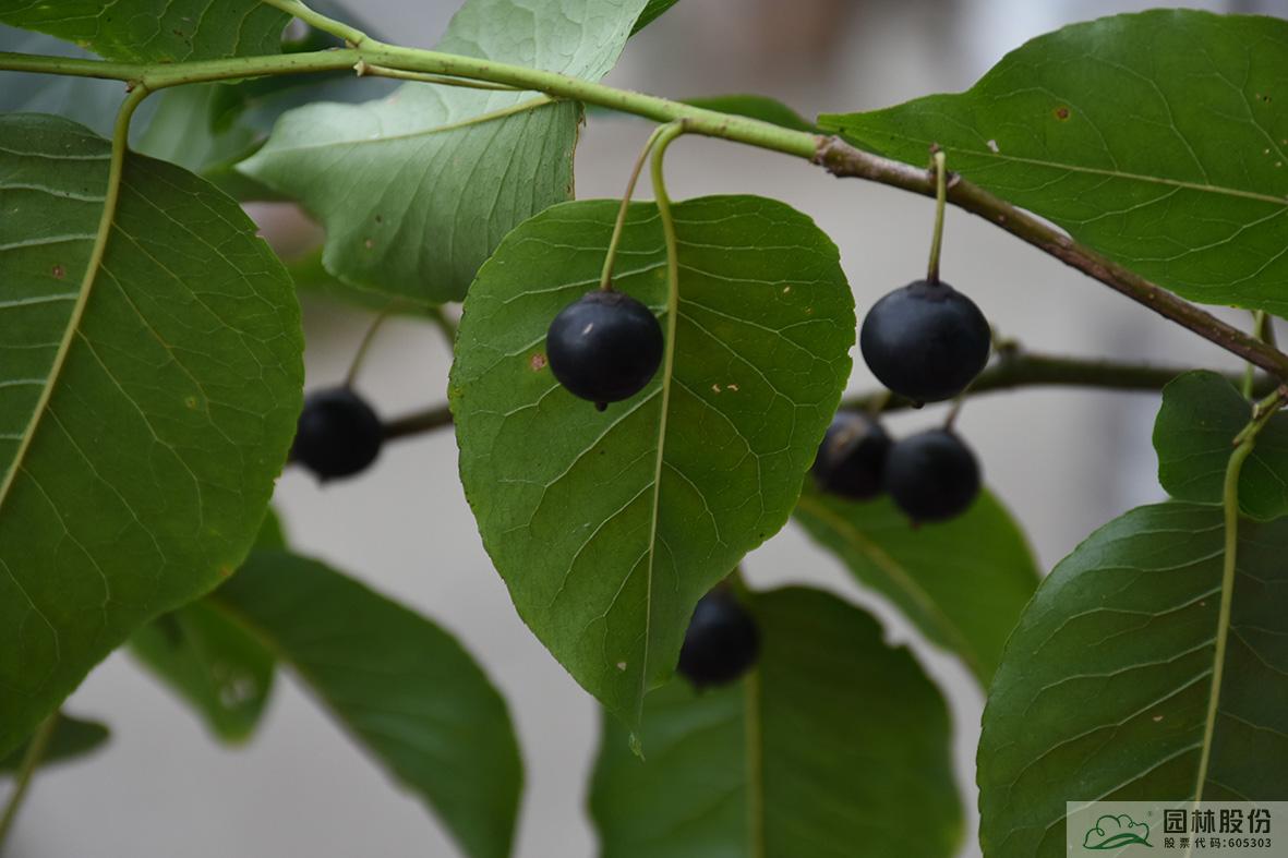 彩运网(中国游)官方网站