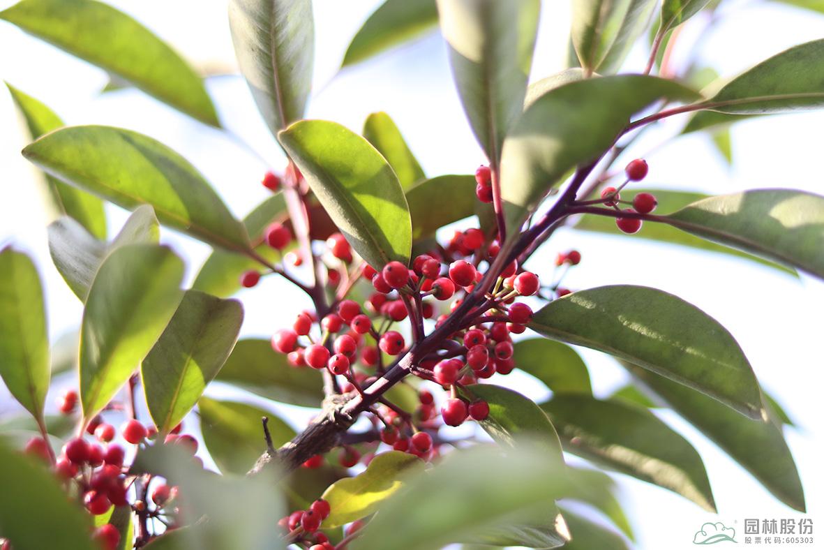 彩运网(中国游)官方网站