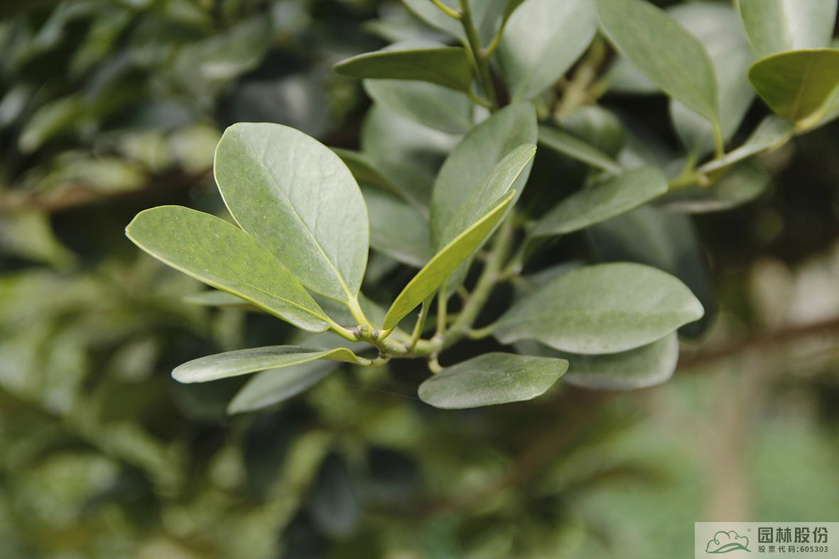 彩运网(中国游)官方网站