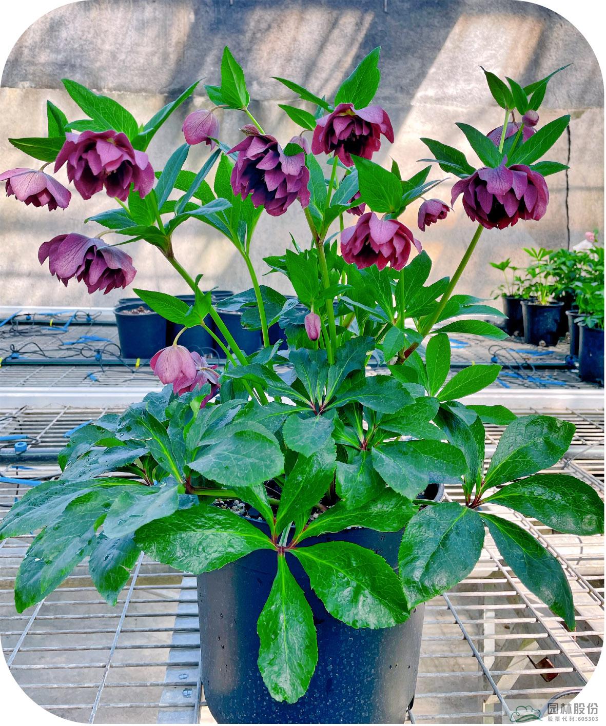 彩运网(中国游)官方网站