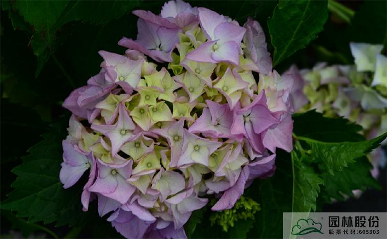 彩运网(中国游)官方网站