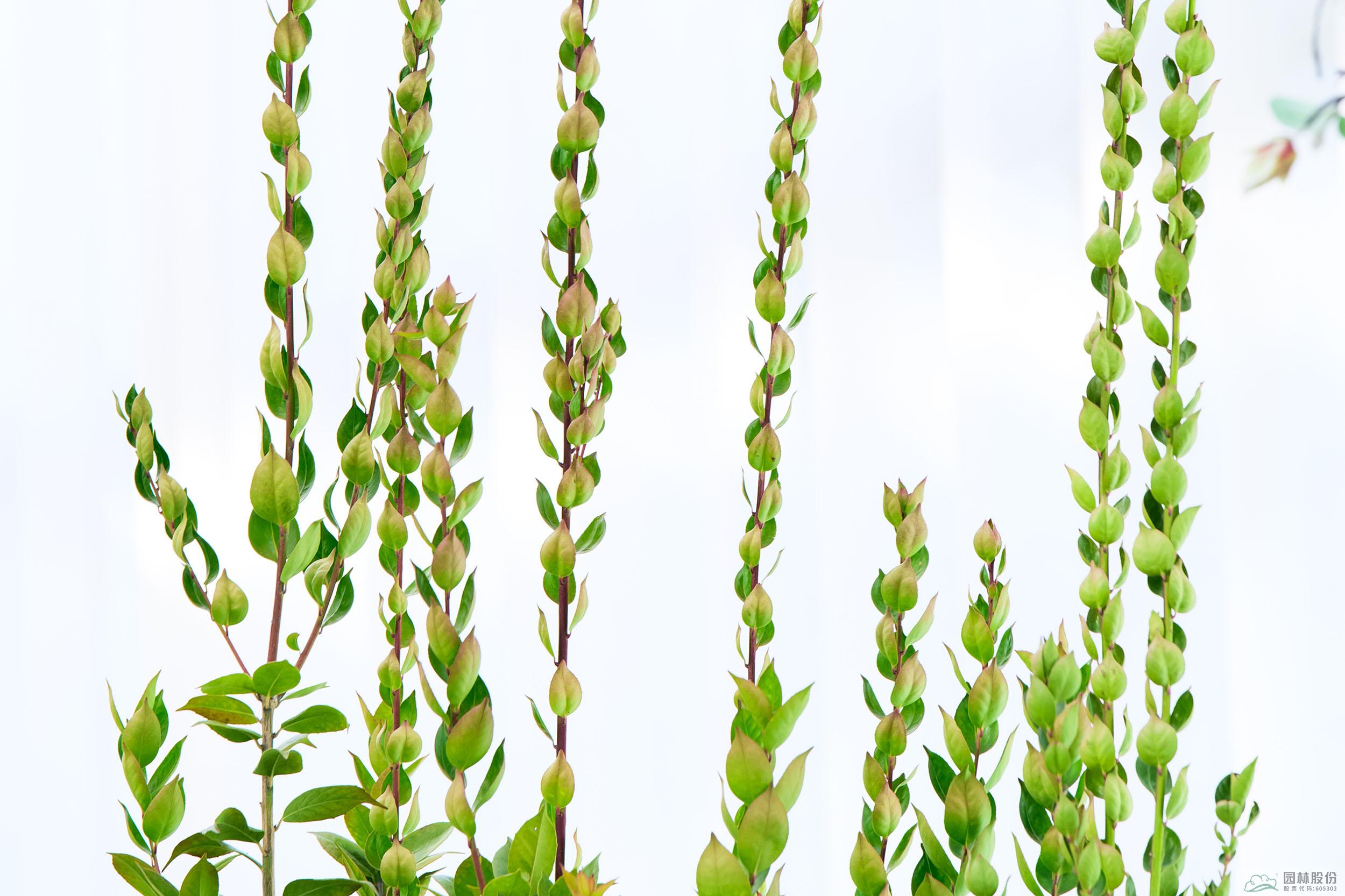 彩运网(中国游)官方网站