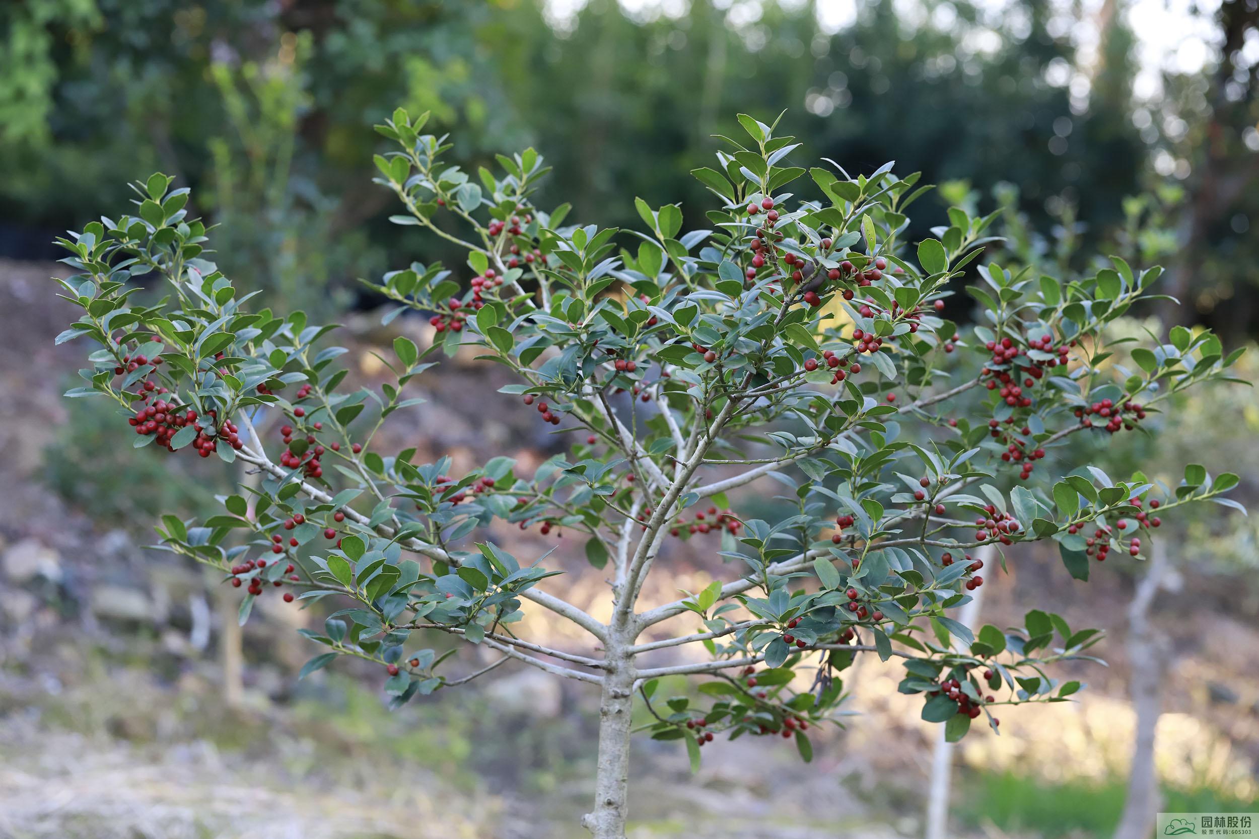 彩运网(中国游)官方网站
