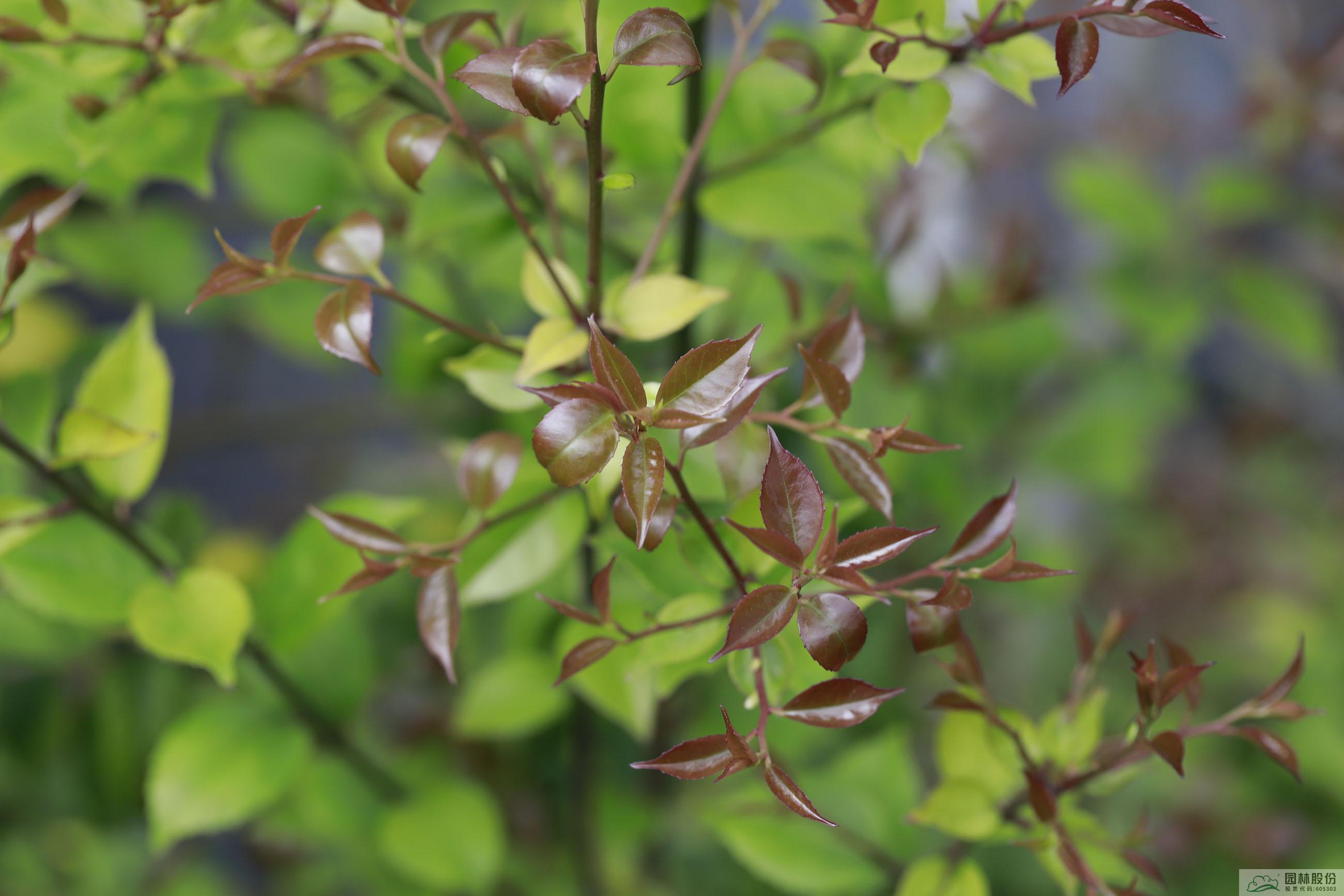 彩运网(中国游)官方网站