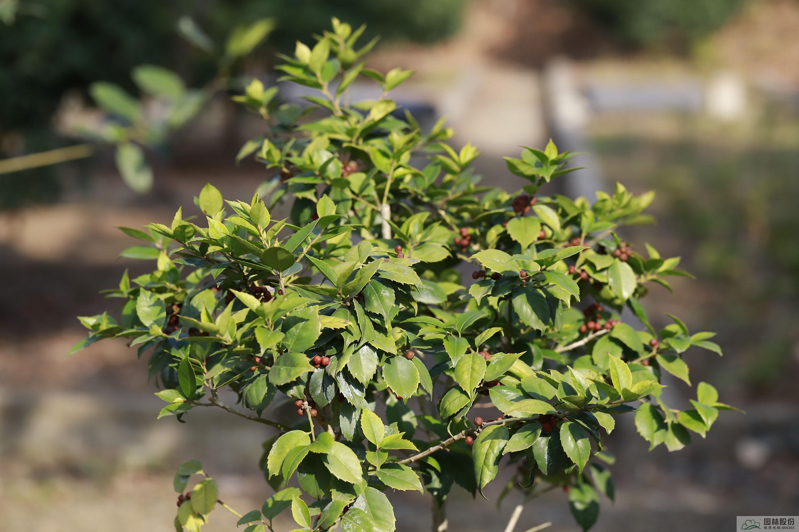 彩运网(中国游)官方网站