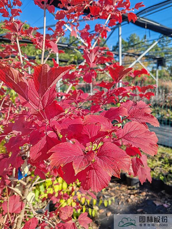 彩运网(中国游)官方网站