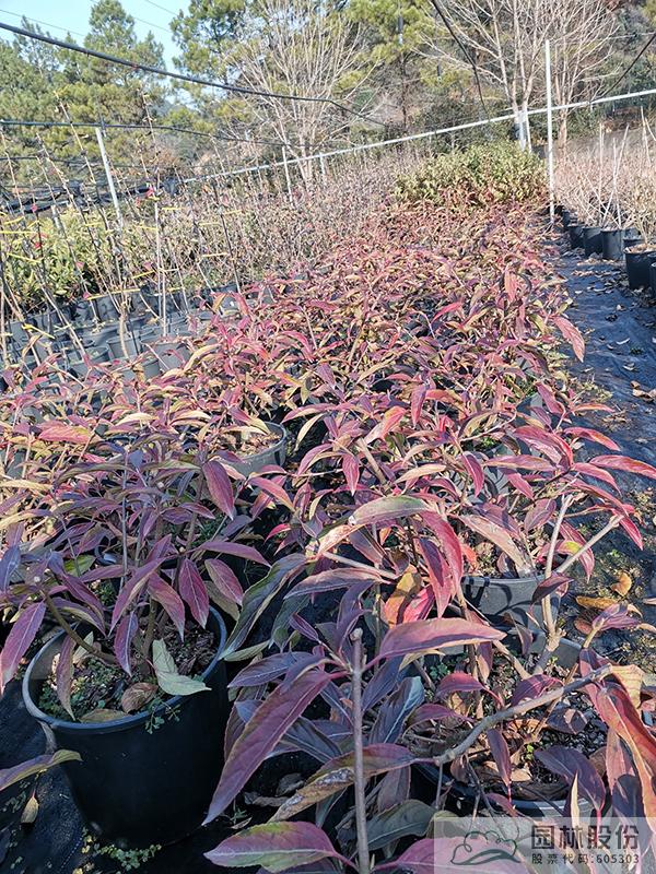 彩运网(中国游)官方网站