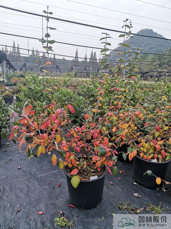 彩运网(中国游)官方网站