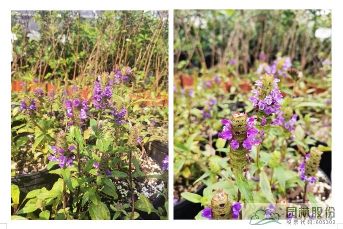 彩运网(中国游)官方网站