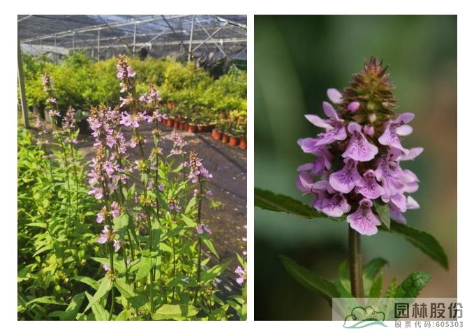 彩运网(中国游)官方网站