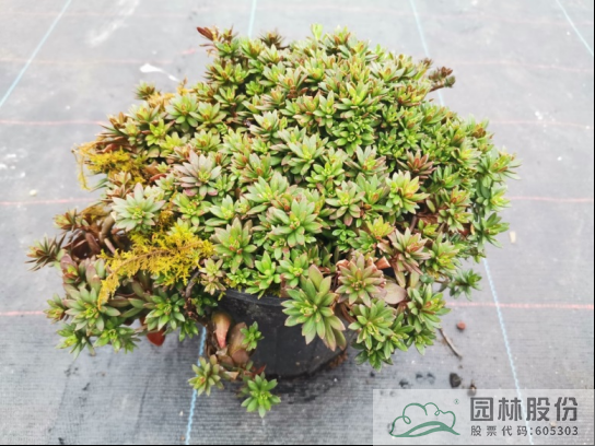 彩运网(中国游)官方网站