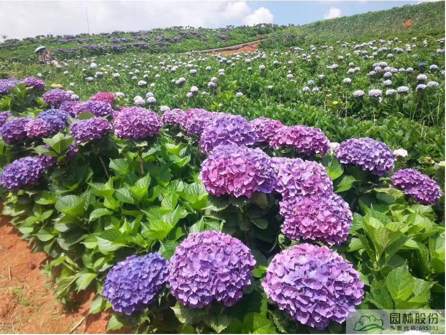 彩运网(中国游)官方网站