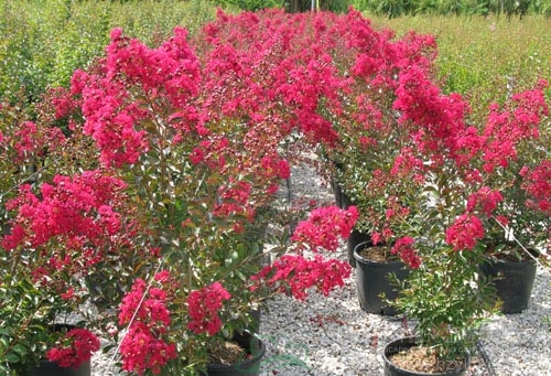 彩运网(中国游)官方网站