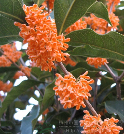 彩运网(中国游)官方网站