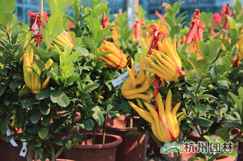 彩运网(中国游)官方网站