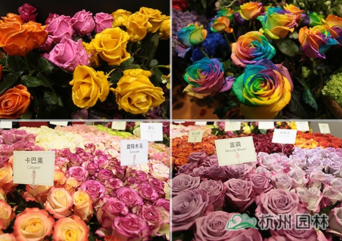 彩运网(中国游)官方网站