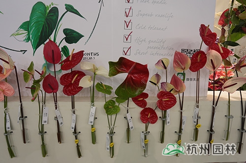 彩运网(中国游)官方网站