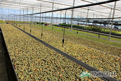 彩运网(中国游)官方网站