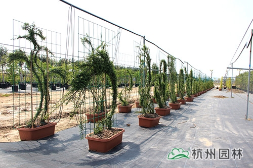 彩运网(中国游)官方网站