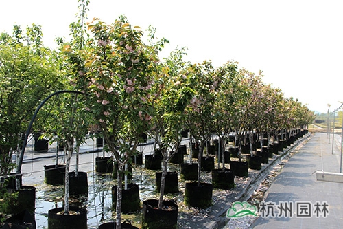 彩运网(中国游)官方网站