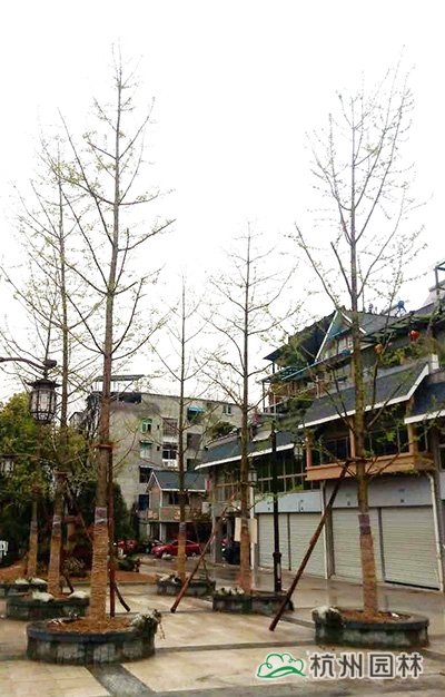 彩运网(中国游)官方网站