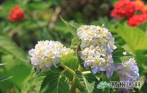 彩运网(中国游)官方网站