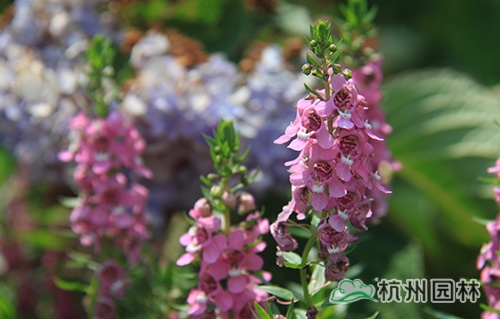 彩运网(中国游)官方网站