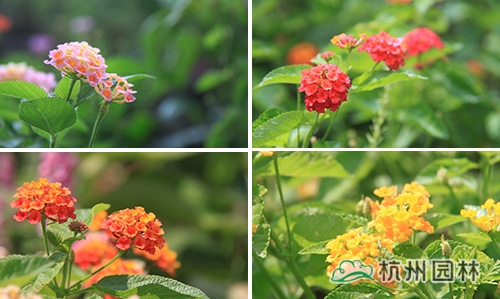 彩运网(中国游)官方网站