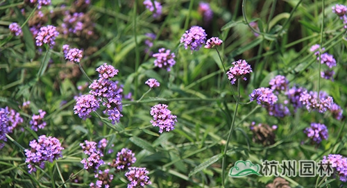 彩运网(中国游)官方网站