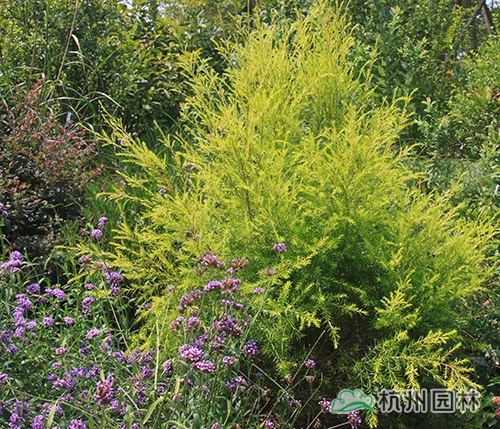 彩运网(中国游)官方网站