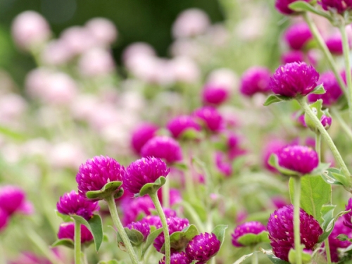 彩运网(中国游)官方网站