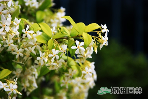 彩运网(中国游)官方网站